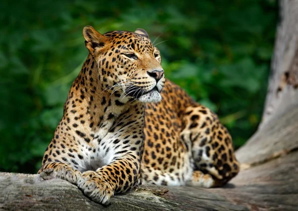 depositphotos_102969178-stock-photo-sri-lankan-leopard