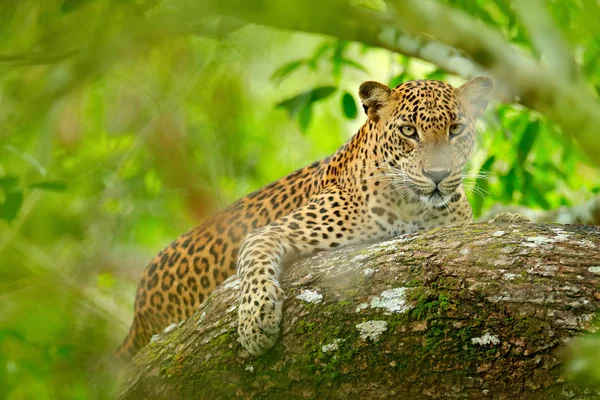 depositphotos_145925473-stock-photo-leopard-in-green-vegetation